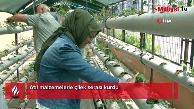Atıl malzemelerle çilek serası kurdu