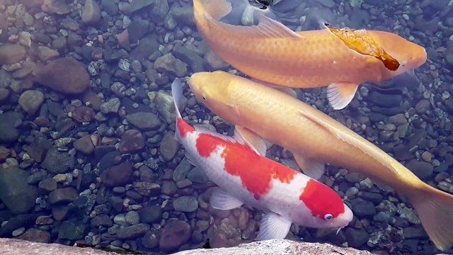 Carpes de l'étang du campus Keimyung (3/3)