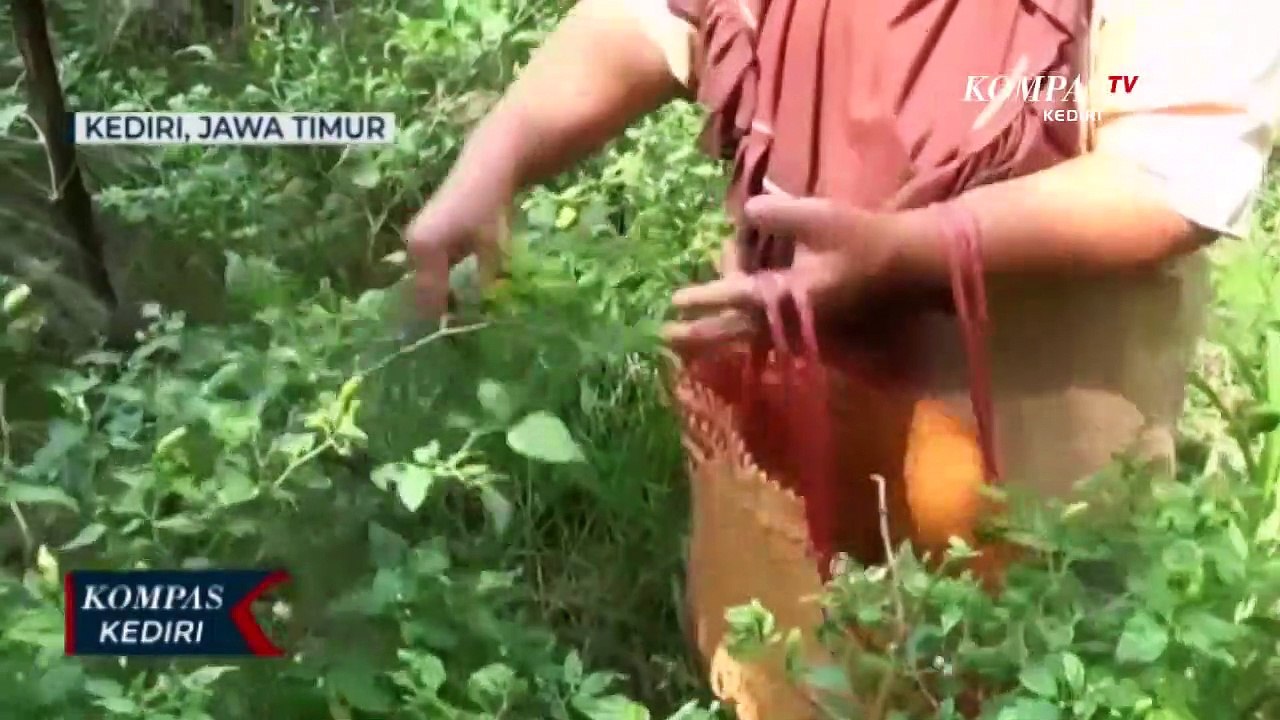 Terserang Hama, Tanaman Cabai Gagal Panen