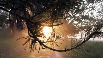 Background Nature Video No Sound No Music Stock Footage Free