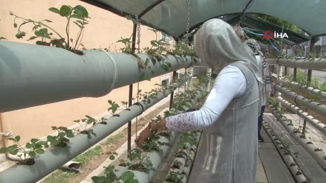 Atıl malzemelerle çilek serası kurdu: Elde edilecek gelir, Halk Eğitim Merkezi bütçesine konulacak
