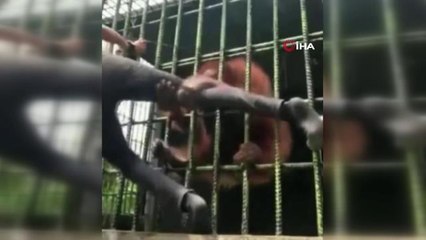 Sinirlendirdiği orangutandan dakikalarca kurtulamadı