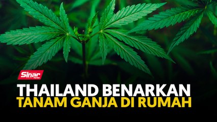 Thailand benarkan tanam ganja di rumah