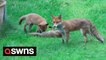 UK man rewilds garden so fox family of nine who moved in can live in comfort