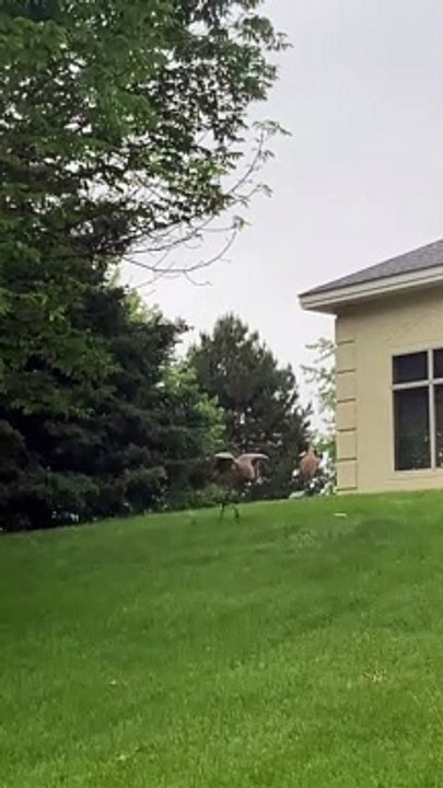 Sandhill Crane Plays with Stick