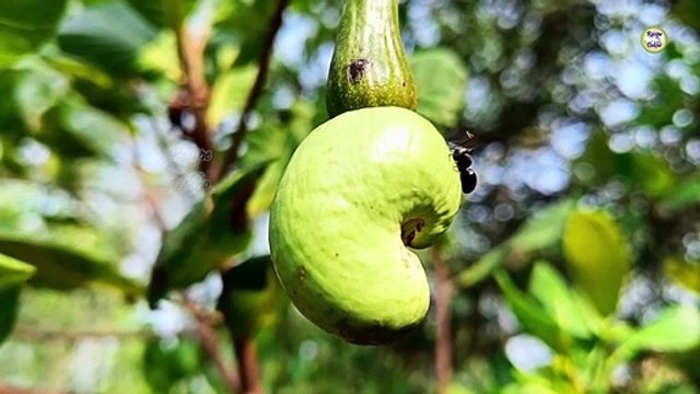 काजू फल से काजू निकालने का गांव वाला तरीका _Cashew nut extracting at home / cashew processing
