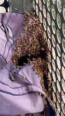 Colony of Bees Invade Backpack in Tall Apartment Complex