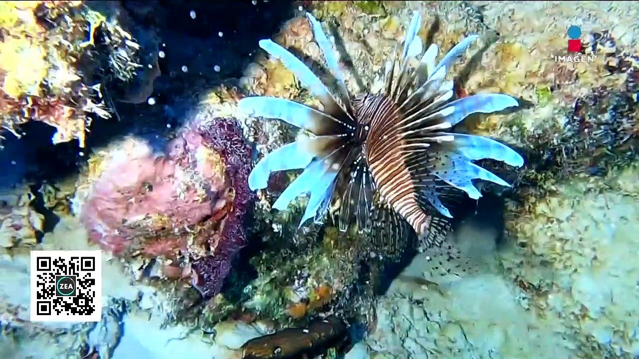 El pez león amaga el equilibrio en el Arrecife Alacranes