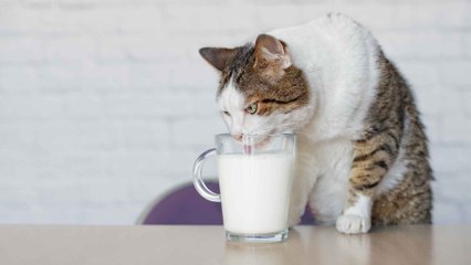 Katzen und Milch: Verträgt sich das eigentlich?