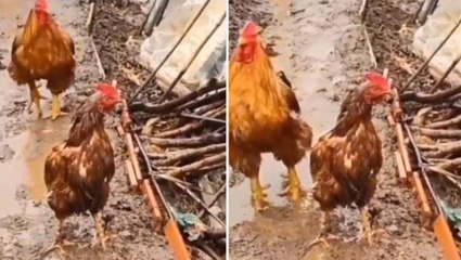 Karizmatik horozun, tavuğu yağmurdan korumak için yaptığı hareket beğeni topladı