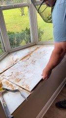 Massive Bee Hive Found in Lady’s Kitchen