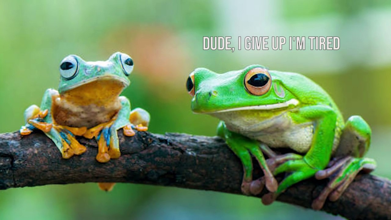 The Story Of The Frog - You Give Up You Die