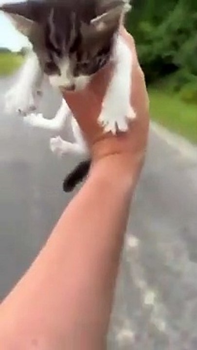 Il pensait secourir un chaton abandonné, il s'est retrouvé face à un gang de chatons !