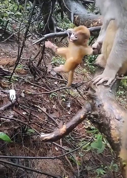 Baby monkey cute animals 37