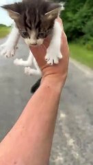 Un homme trouve un chaton au bord de la route