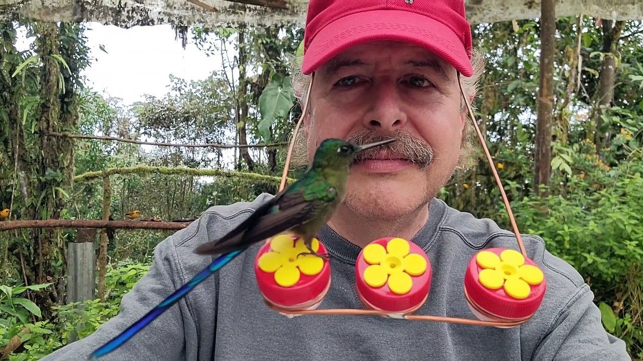 Ecuador 2022 Hummingbird Hat Feeder video Dailymotion