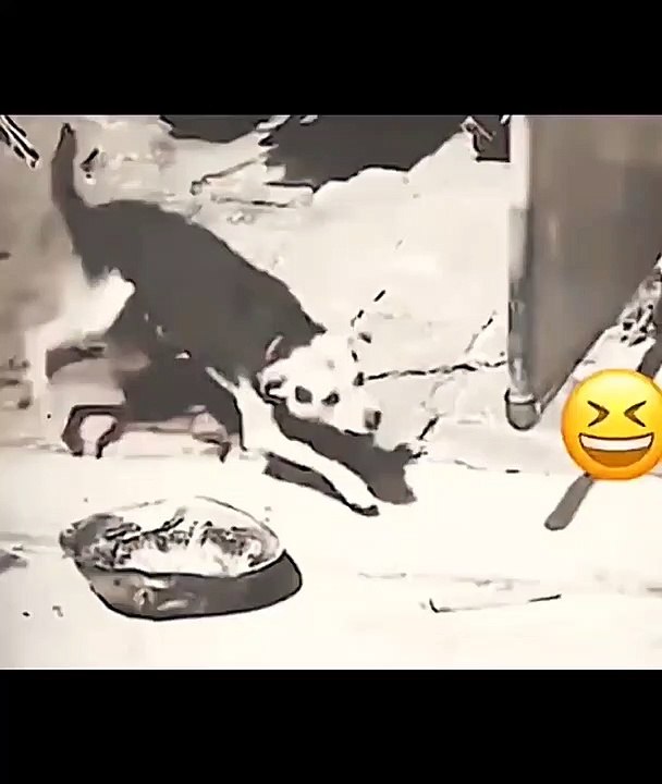 اذكي كلب حراسه  | The smartest guard dog