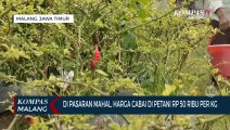 Sedih, Meski Cabai di Pasaran Mahal, Petani Tak Dapat Untung