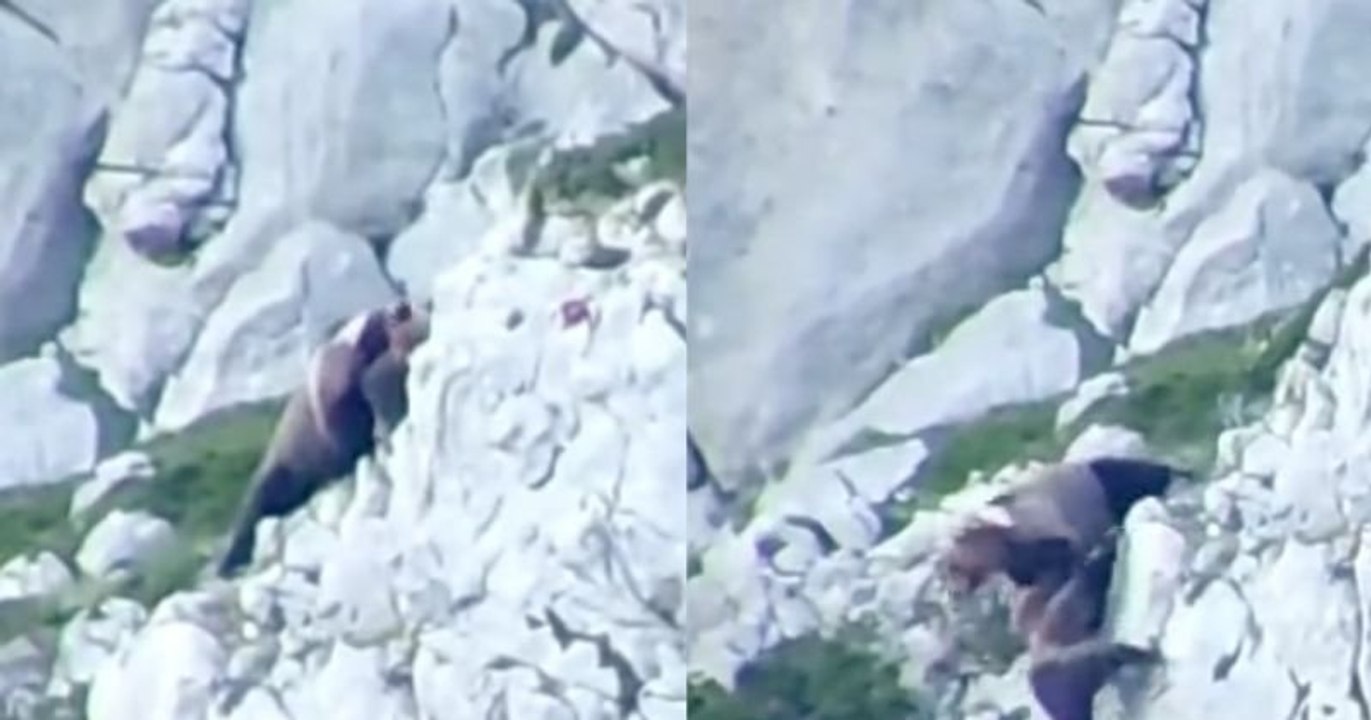 Une bagarre entre deux ours se termine par une chute mortelle