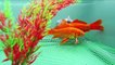 Ce qu’il faut savoir sur le poisson rouge (Carassius Auratus)