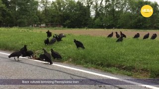 Black vultures invades and terrorizing Pennsylvania town