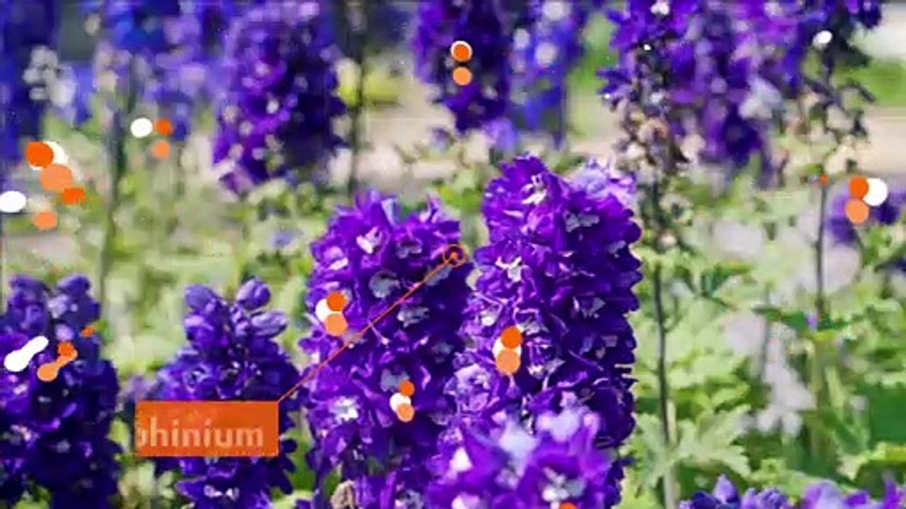 Plantes annuelles : en voici quelques unes