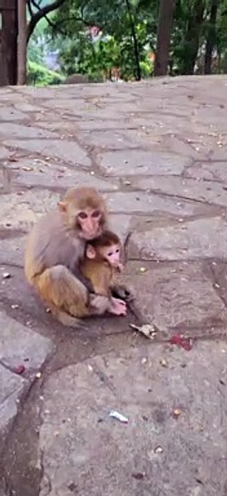 Baby monkey cute animals 42