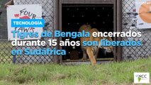 Tigres de Bengala encerrados durante 15 años son liberados en Sudáfrica