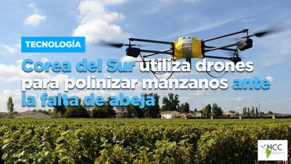 Corea del Sur utiliza drones para polinizar manzanos ante la falta de abejas