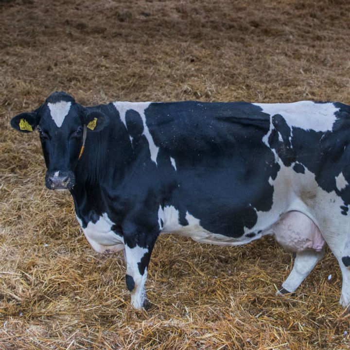 Kuh wegen Mordes an 12-jährigen Jungen verhaftet