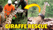 Wildlife officials in Kenya act quickly to remove tyre stuck around giraffes neck