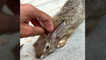 Californian skater rescues adorable rabbit stuck in skatepark bowl