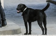 Los perros también deben usar gafas de sol