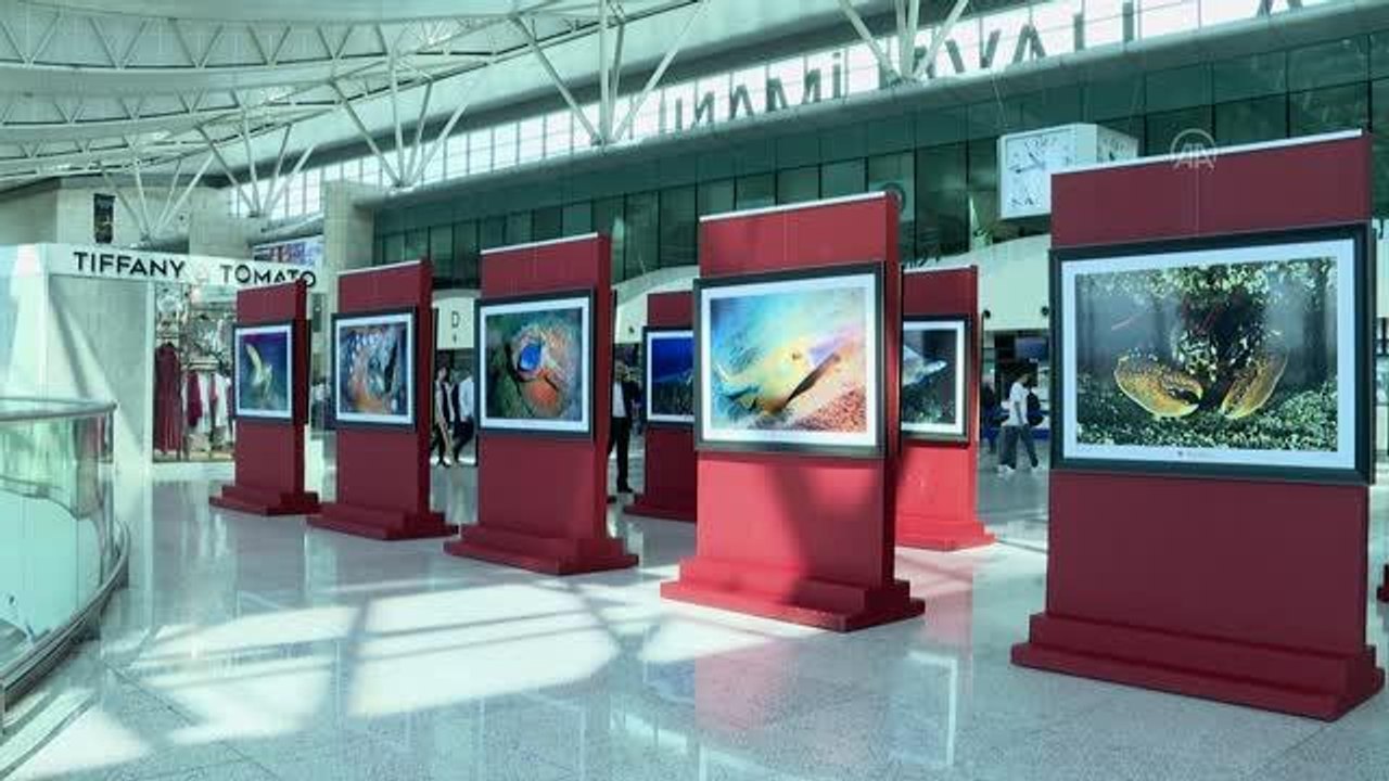 Dünyadaki deniz canlıları, "Küresel İklimin Derin Etkisi" sergisinde bir araya geldi