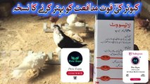 Pigeon Cheap Immunity Booster For Good Health~Garmiyon Main Kabootar Ke Daikh Bhall~Pigeons Care