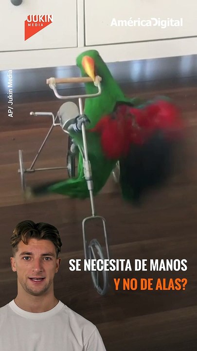 Si crees que ya lo has visto todo te equivocas ... este lorito montando #bicicleta se flechará el corazón