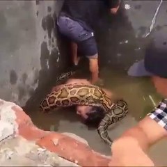 Rescue action from the coils of the giant python !!