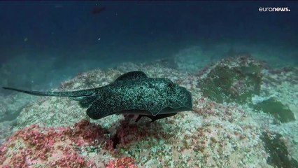 Nemo's Highway: магистраль для рыб