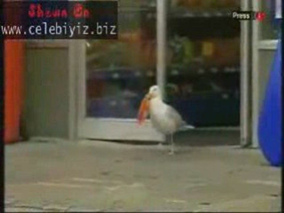 Pas con la mouette
