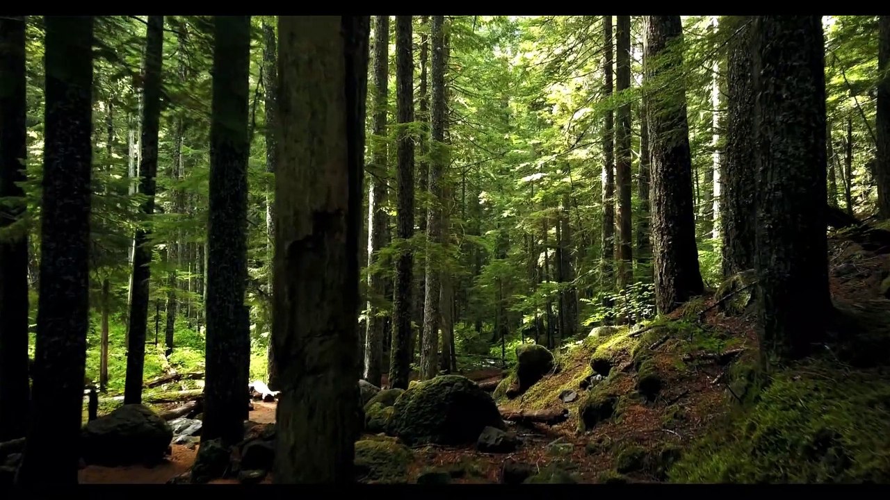 forest