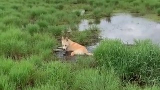 Pup can't resist rolling around in the mud