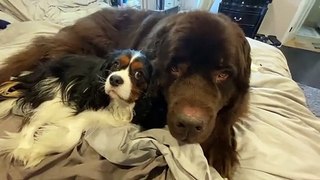 Cavalier and Newfie are besties forever