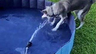 Husky loves to play in the pool