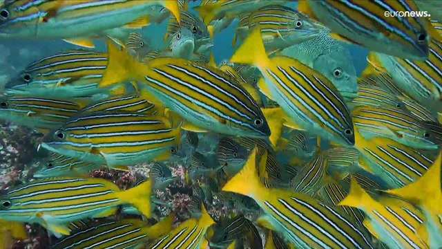 Projeto MigraVías protege milhares de quilómetros de rotas de migração marinhas