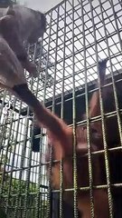 Rew bakhoul togn bakhoul