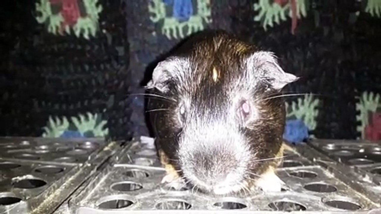 CAVIA PORCELLUS DAVID 20210626_065054