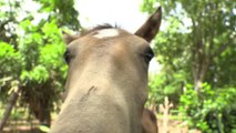 Caballos explotados encuentran una nueva vida en un refugio de Nicaragua