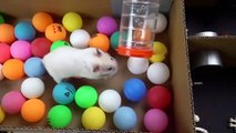 Hamster Escapes the Creative Maze for Pets in real life in Hamster Stories