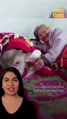Esta abuelita 'adoptó' un búfalo y lo cuida como si fuera su hijo