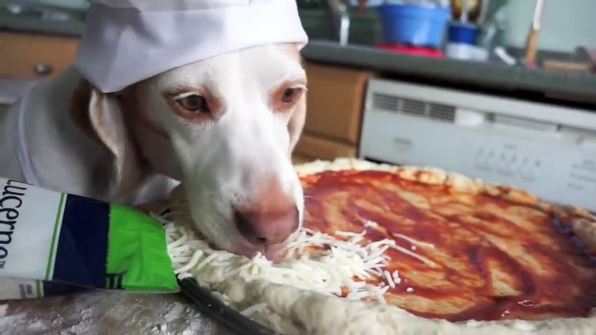⁣Dog Makes Pizza Cute Dog Maymo